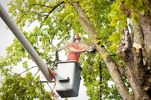 Best Arborist Consultation Services  in Village Of Waukesha, WI